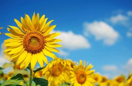 Planting Sunflowers for Ukraine